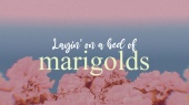 Marigolds(Lyric Video)